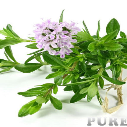 Thyme (white) Essential oil