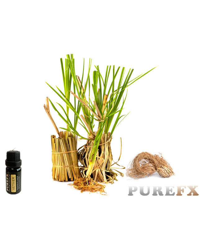 Vetiver Essential Oil