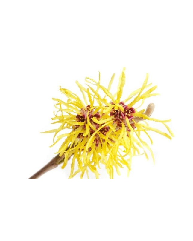Witch-hazel-flowers-_RVYUYVO3YH22.jpg