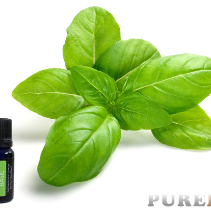 Basil Essential Oil