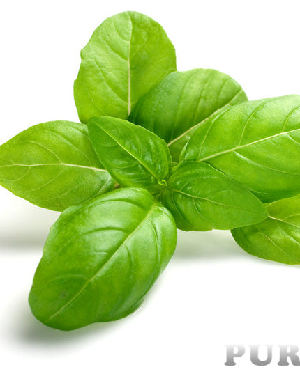 Basil Essential Oil