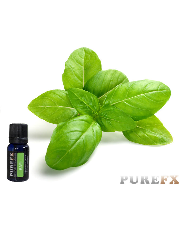 Basil Essential Oil