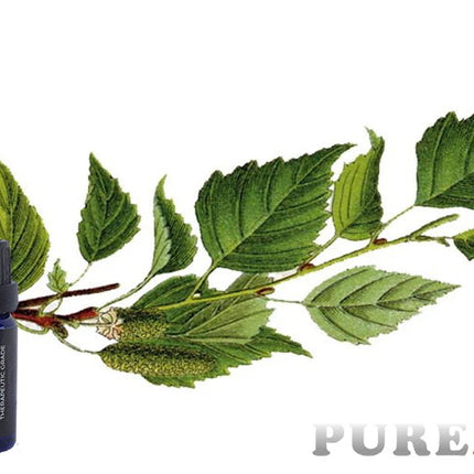 Birch (sweet) Essential Oil