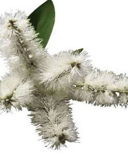 Cajeput Essential Oil