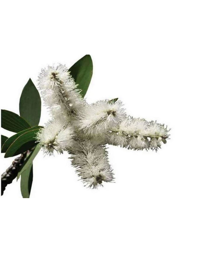 Cajeput Essential Oil