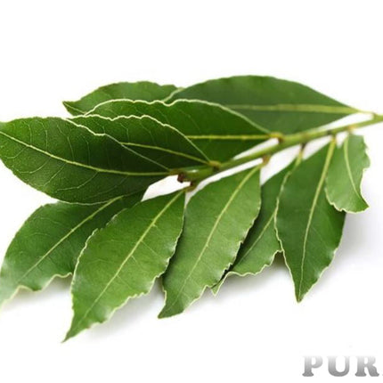 Camphor Essential Oil