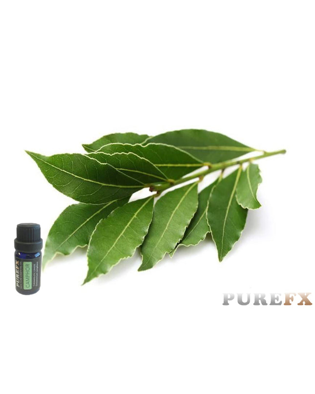 Camphor Essential Oil
