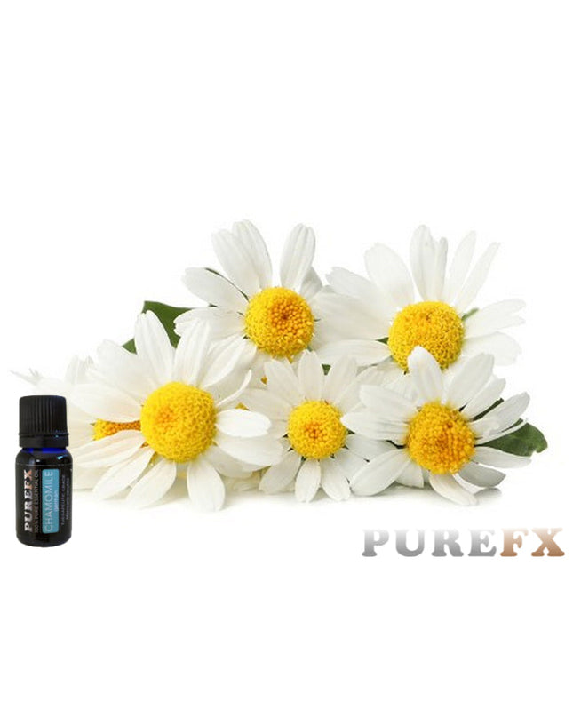 Chamomile (German) Essential Oil