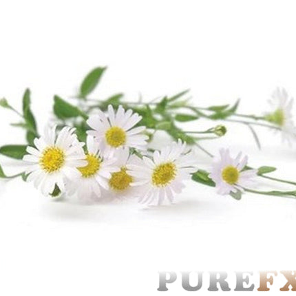 Chamomile (Roman) Essential Oil