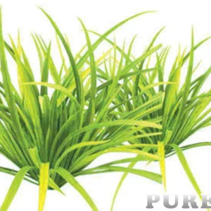 Citronella Essential Oil