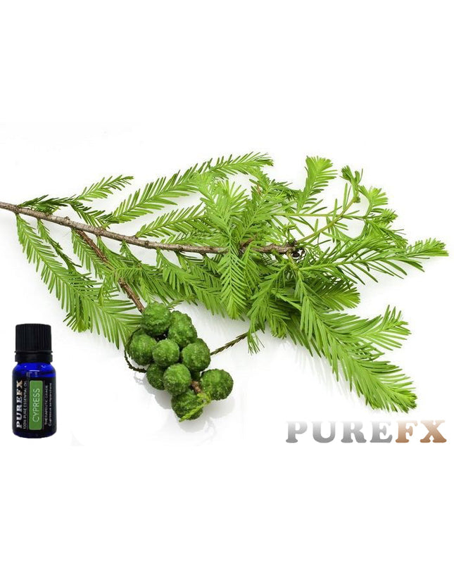 Cypress Essential Oil