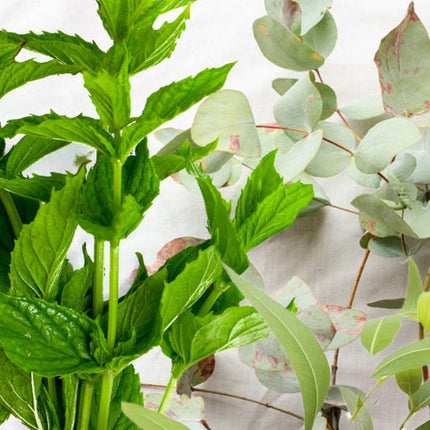 Eucalyptus & Mint Fragrance Oil