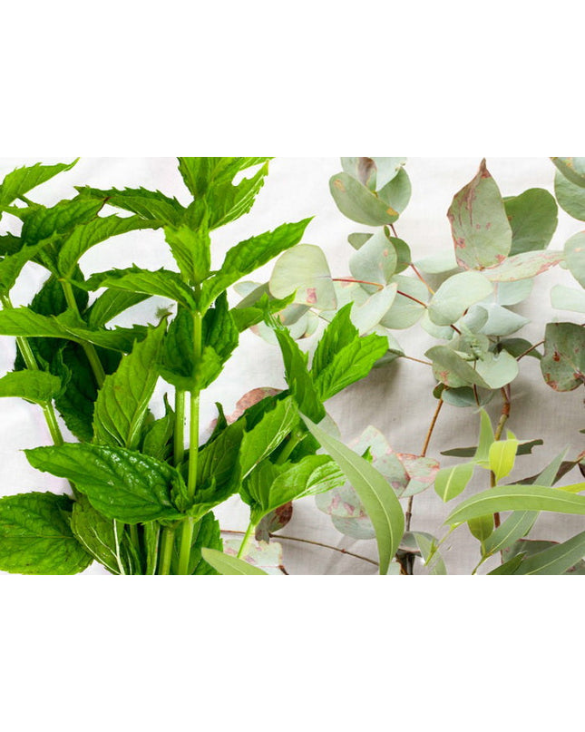 Eucalyptus & Mint Fragrance Oil