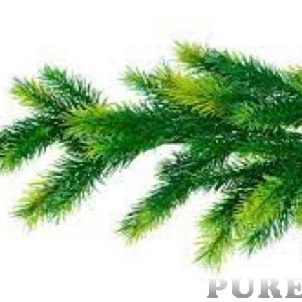 Fir Needle Essential Oil