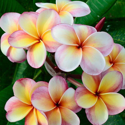 Frangipani Fragrance Oil