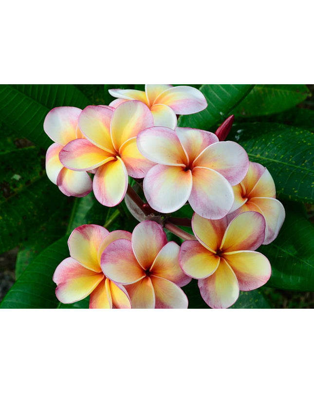 Frangipani Fragrance Oil