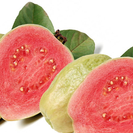 Guava Fragrance Oil