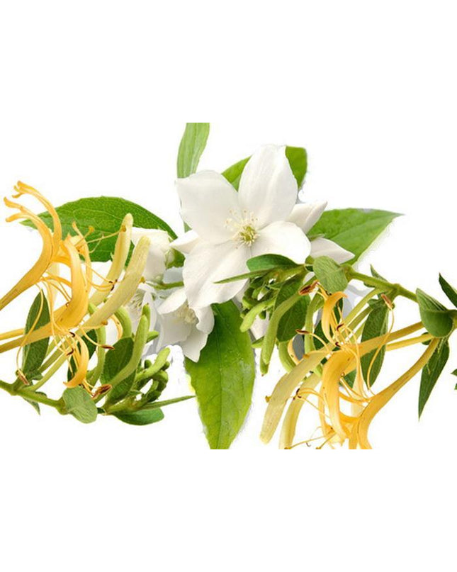 honeysuckle-jasmine_S1HWIMM8XY7R.jpg