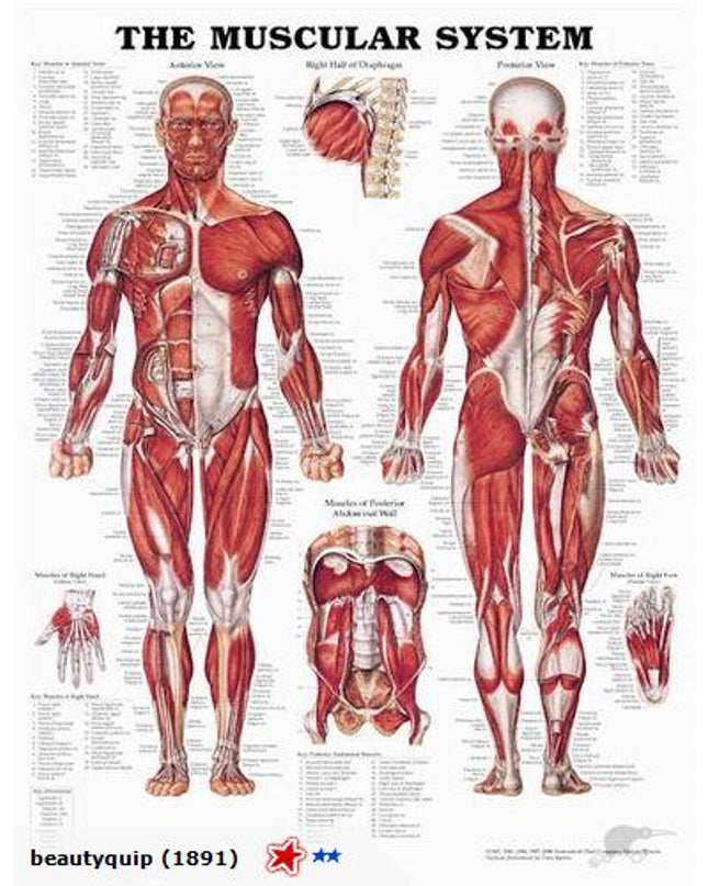 muscular_QYXG428FEBG0.jpg