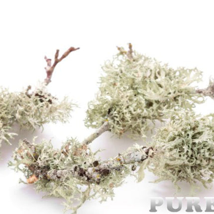 Oakmoss Essential Oil