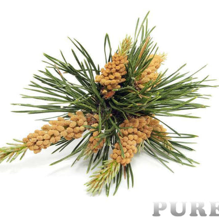 Pine Essential Oil
