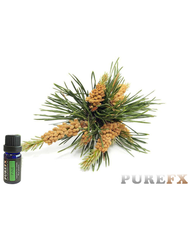 Pine Essential Oil