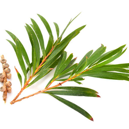 tea-tree-arbre-a-the_RX8TABDBF5VD.jpg