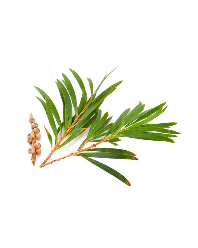 tea-tree-arbre-a-the_RX8TABDBF5VD.jpg