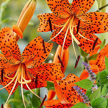 Tiger Lily & Patchouli - Fragrance Oil