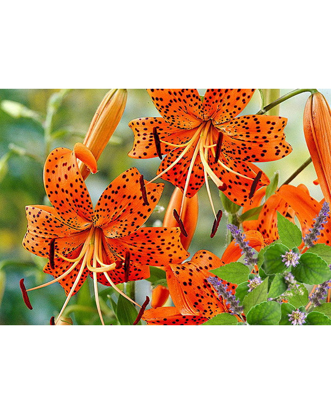 Tiger Lily & Patchouli - Fragrance Oil