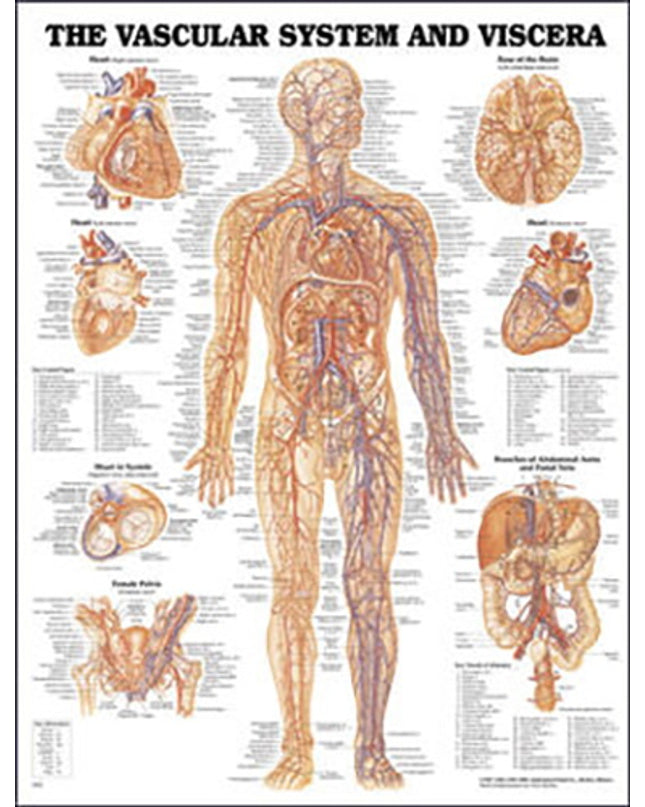Vascular System and Viscera Anatomical Chart