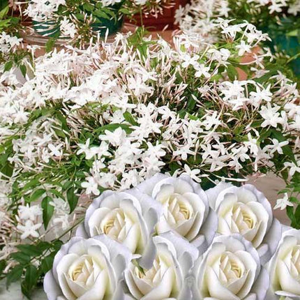 white_Rose_&_Jasmine_SJ7EACDJGI1B.jpg