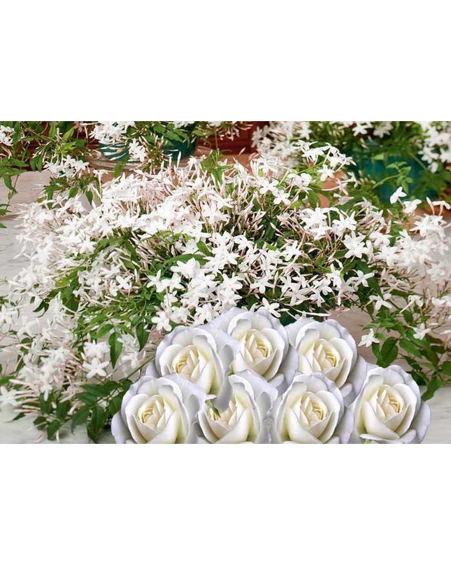 white_Rose_&_Jasmine_SJ7EACDJGI1B.jpg