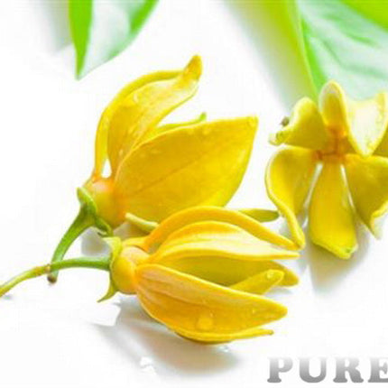 Ylang Ylang Essential oil